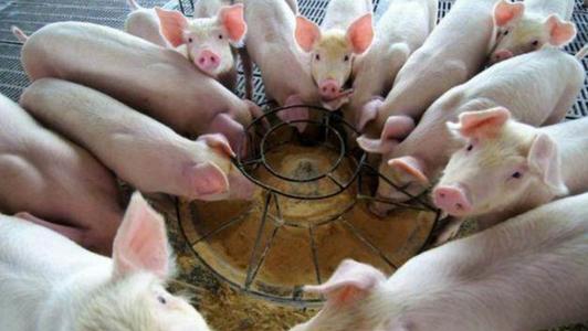 仔猪初生要注意哪些？营养，体重，听听这位养猪大哥怎么说？