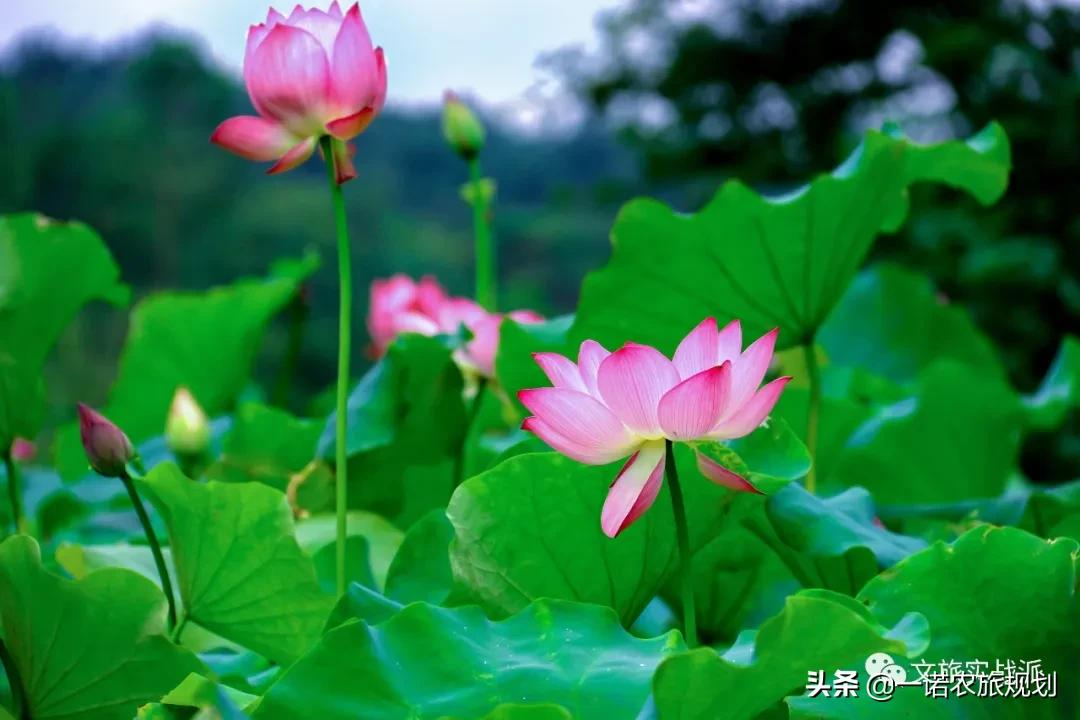 “三产融合”是田园综合体建设的根基