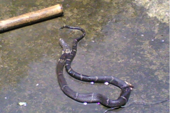 Why do you have to hit a seven-inch snake?Are there any weaknesses in ...