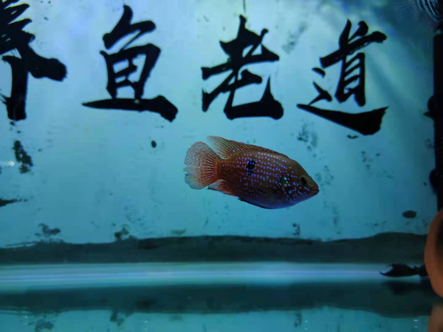 魚缸很大 魚的飼養密度很低 為什麼水質還不好 觀賞魚很害怕 養魚老道 Mdeditor