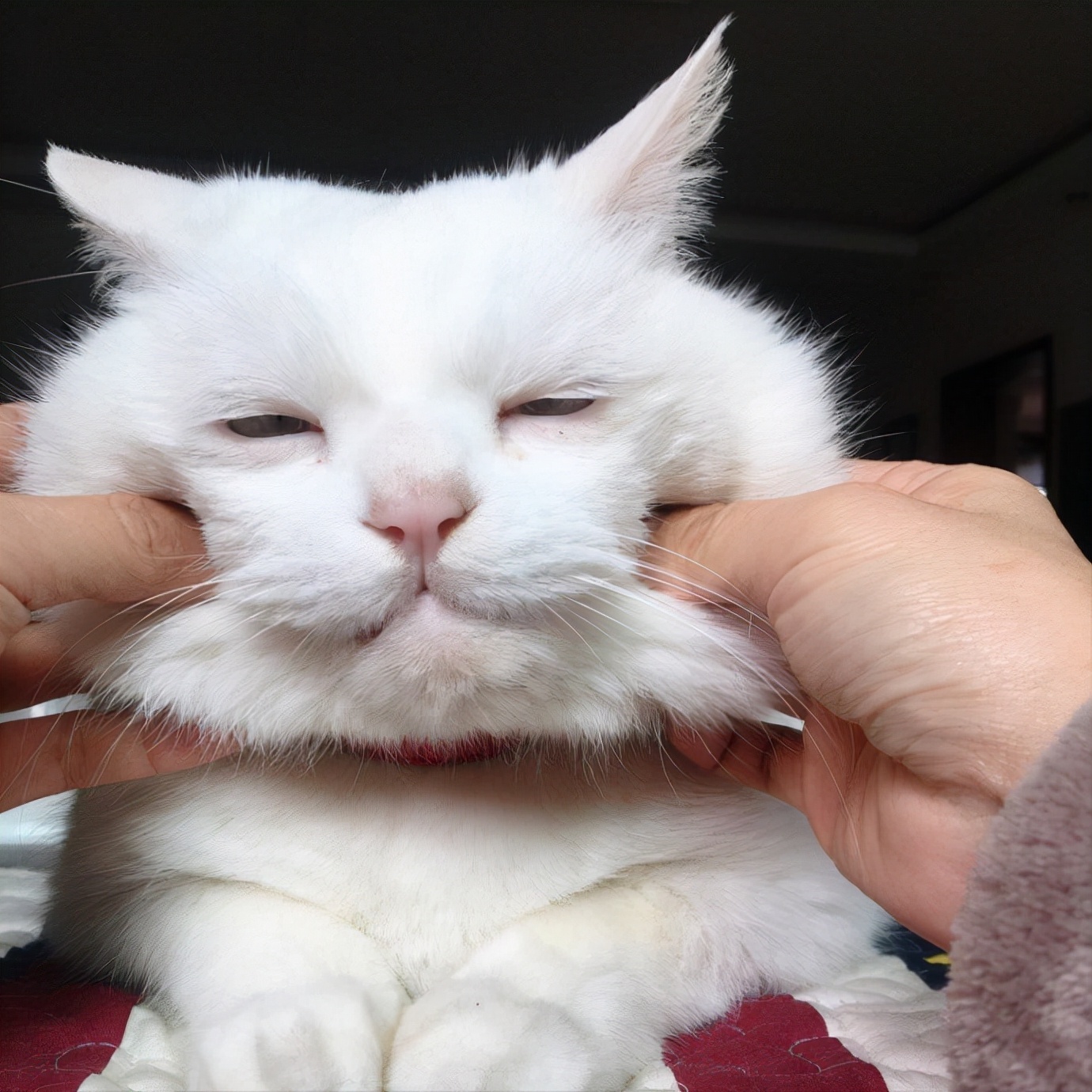 Do cats usually have cheeks for a few months? iNEWS