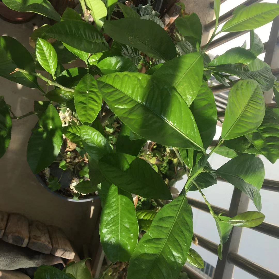 如何用种子培育柠檬盆栽，这些幼苗长大能开花结果么？, image size:1080x1080