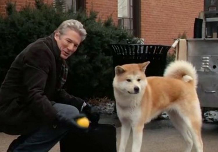 狗狗记住主人只需3个月，忘记主人要多久？答案你想不到