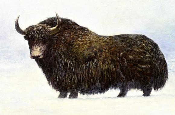 Prehistoric Yack Are yaks wild?Able to fight wolves and bears, fierce courtship ...