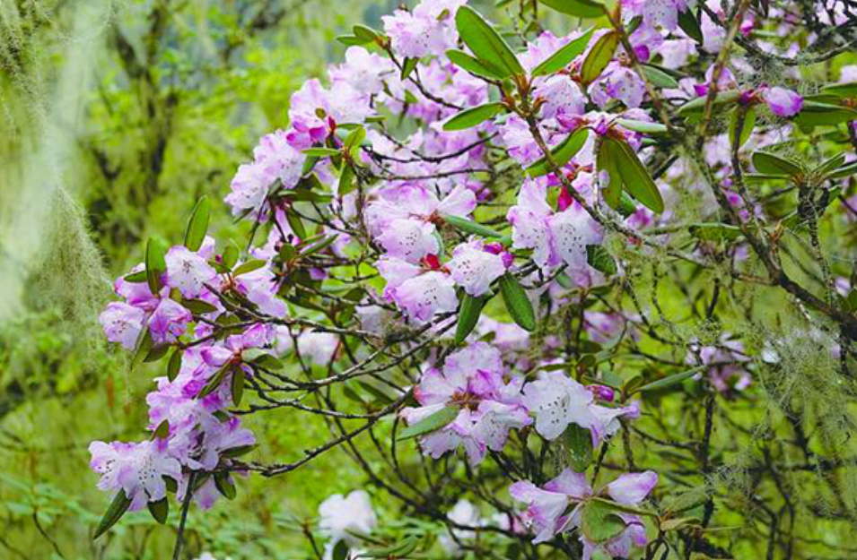 長江發現“神秘物種”鳤，本可長10餘公斤，為何如今很難見到？