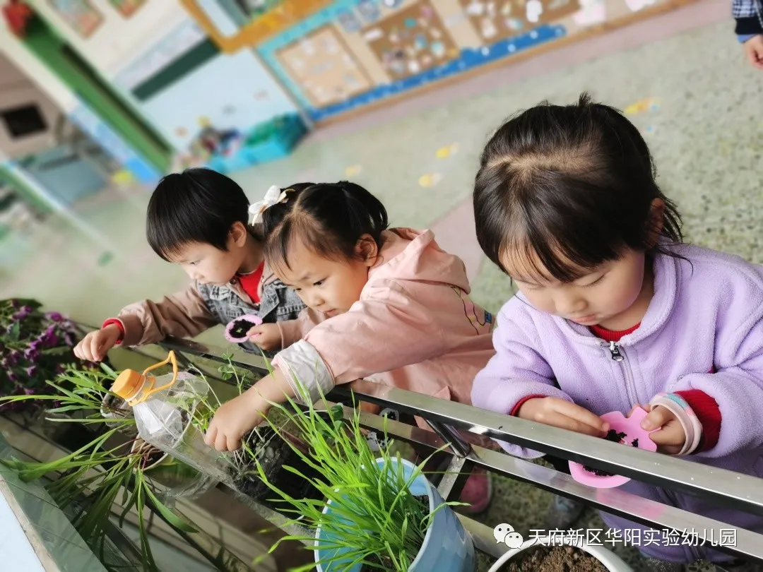 苏醒的种子 萌动的春天丨天府新区华阳实验幼儿园植物育成记