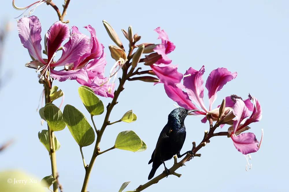 11天云南西部拍鸟之旅收获185种鸟类！满载而归