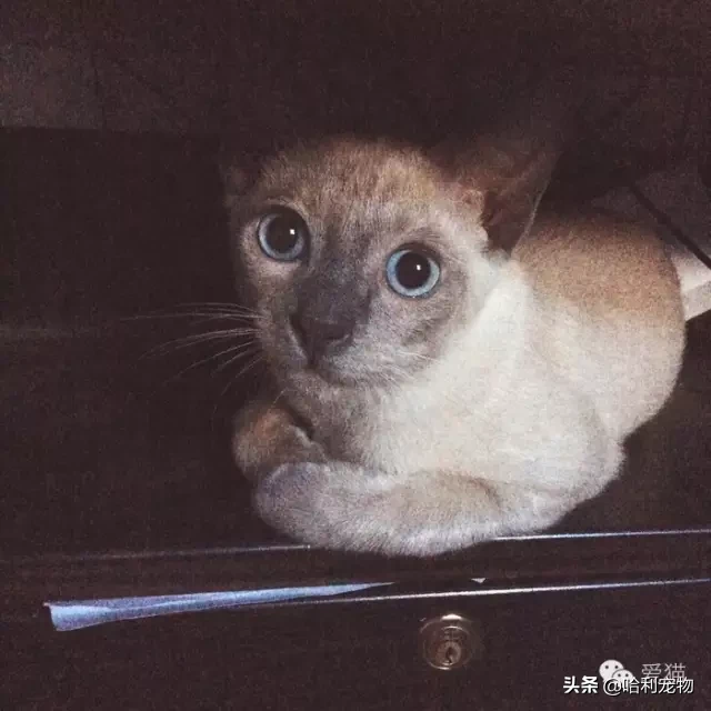 為什么暹羅貓會越長越黑？