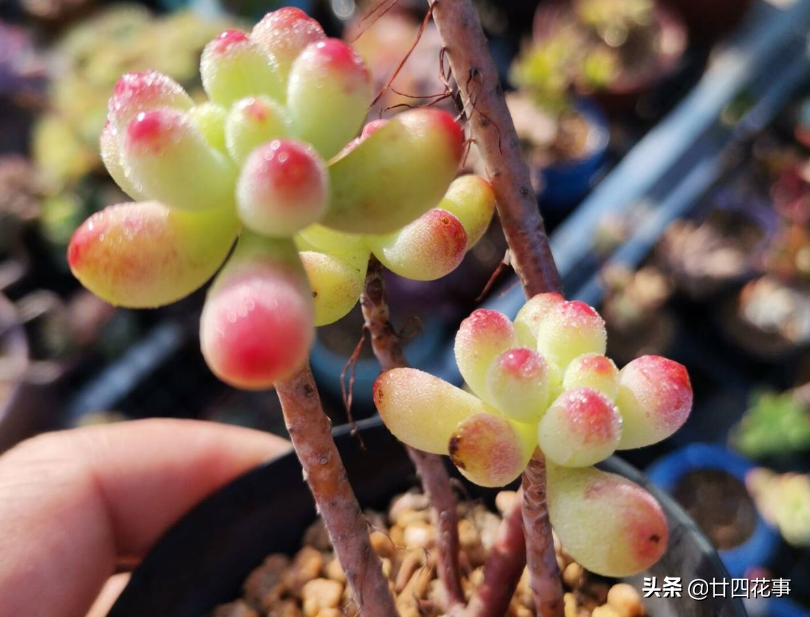 8種多肉喜歡徒長 稍微缺光就會變青菜 採光不好的陽臺黨慎入 廿四花事 Mdeditor