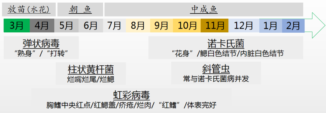 加州鲈鱼养殖模式分析：投喂方式、放养水体、常见病害的分享