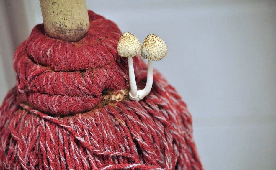 Smell a "fishy smell" when mopping the floor?Teach you how to do it correctly, the floor tile is