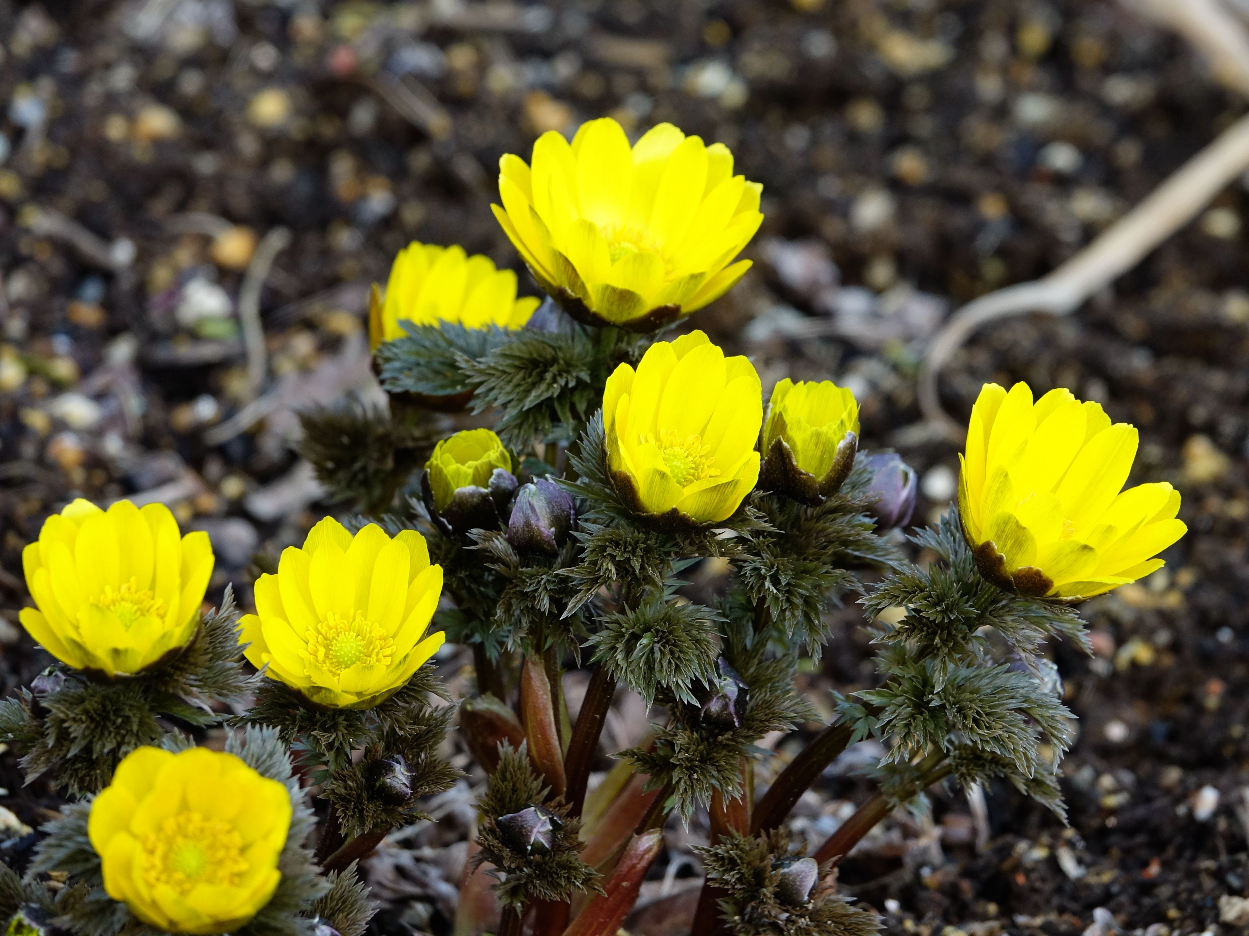 花木春秋68 侧金盏花 雪消即开的冰凌花 新春送喜的福寿草 花木春秋 Mdeditor