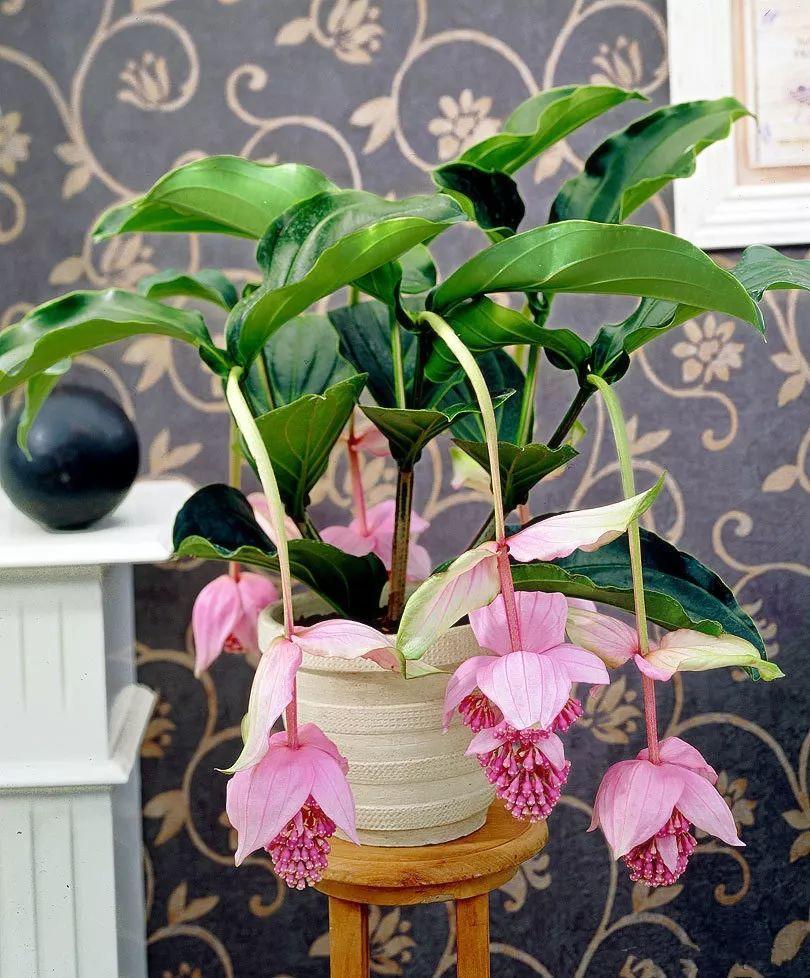 6 kinds of "expensive flowers" that are not worth the money iNEWS