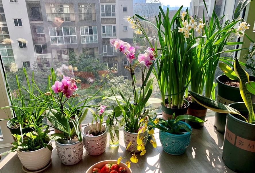 Don't think it's difficult to grow flowers, just remember the "five words" and you can grow