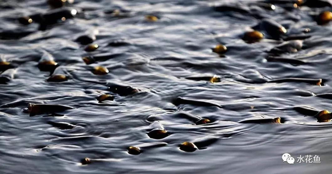 简析鱼塘水质恶化原因和特性与调控措施，往往伴随着缺氧泛塘发生