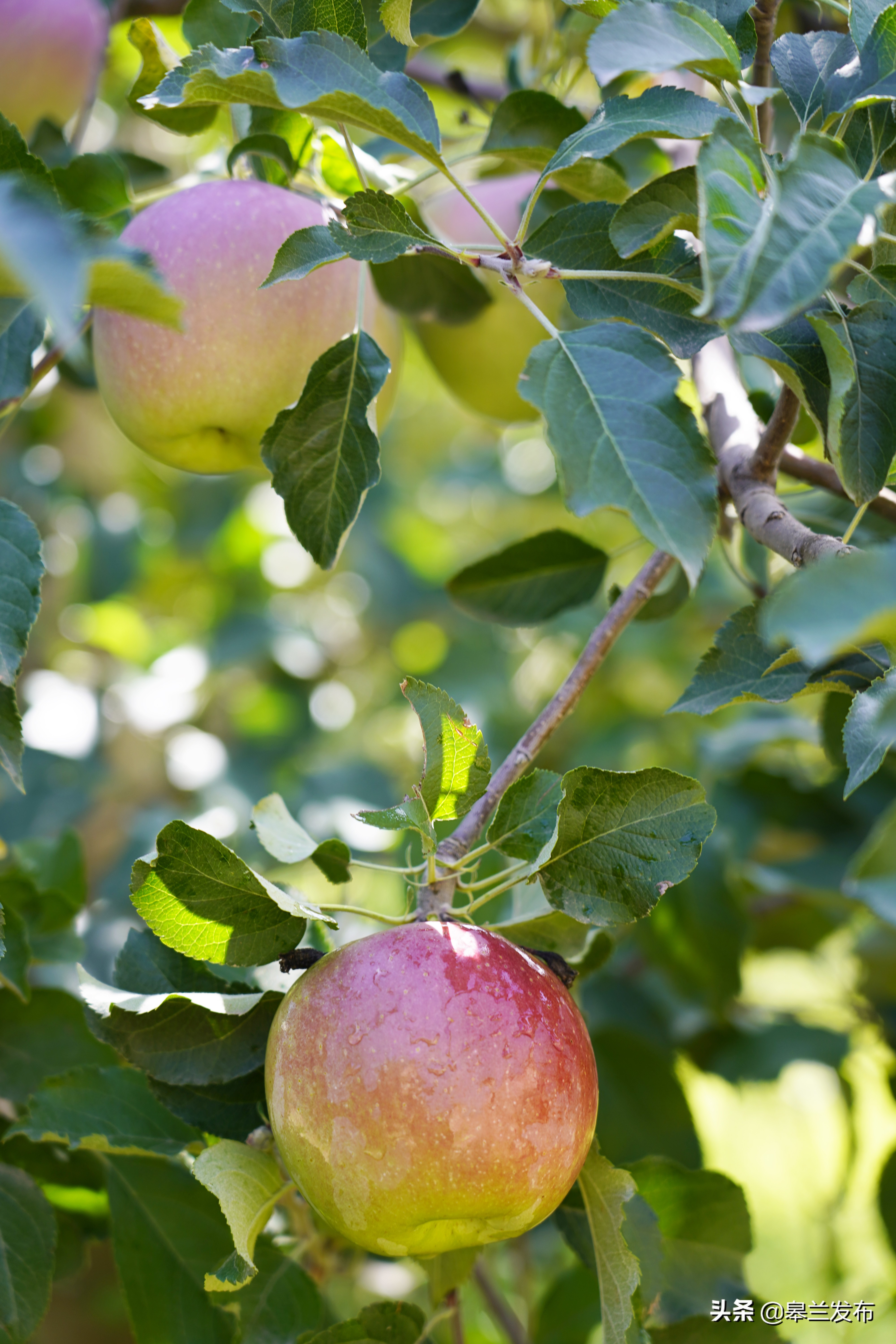 皋兰丰收季瓜果香