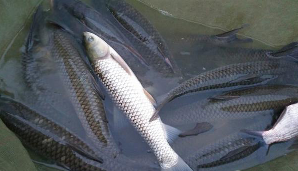 草魚為主培魚種,魚苗放養規格為3cm,放養密度為2.5萬~3.