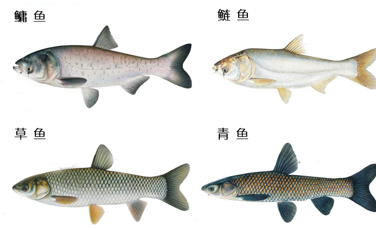 四大家魚在美國“子孫滿堂”，為什么在長江卻集體“難產(chǎn)”？