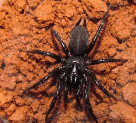 地球上的“奇怪”動物，它們有的不需要陽光，有的需要“夏眠”