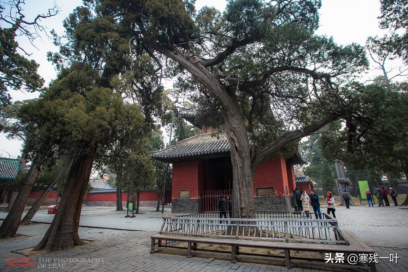 桧树(山东曲阜孔庙一棵龙树,相传皇帝靠过有龙气,树干被游客摸出包浆)