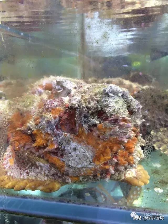 史上最全的顶级“海鱼”海鲜大全,全吃过的你人生就到达了巅峰!