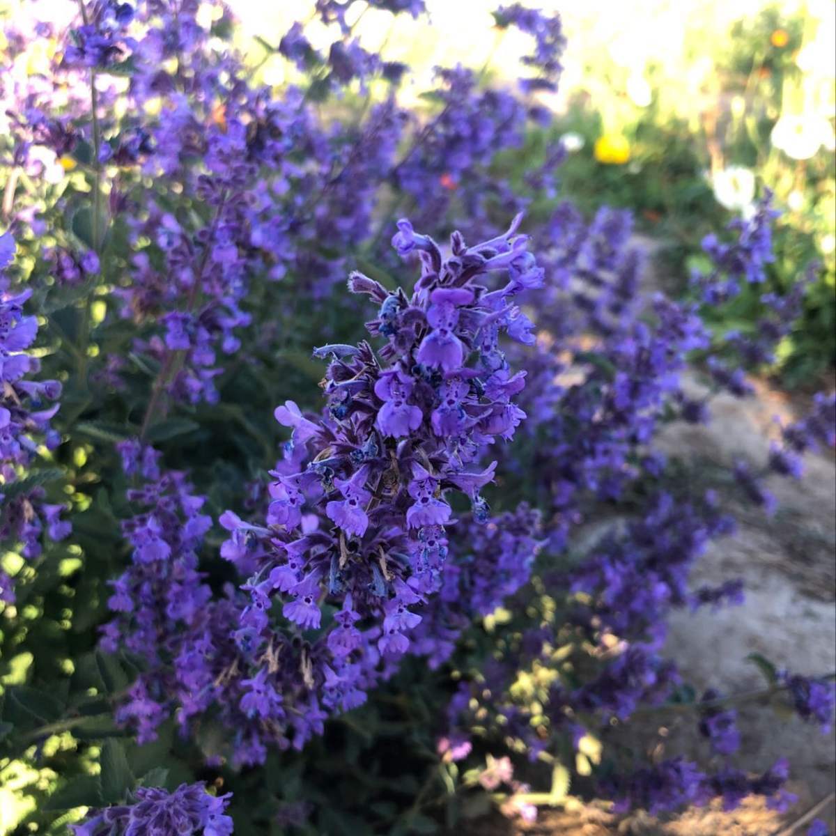 养花也得赶潮流，超好看的5种紫色花，和你的紫色系衣服更搭