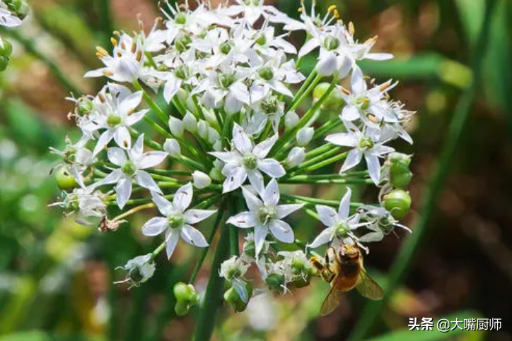 自製韭花醬，只放鹽是外行，多加1樣，口感好味道香，久放不會壞