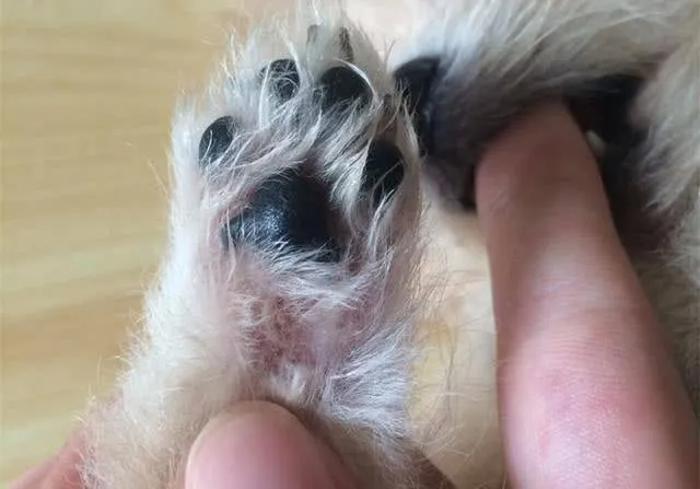狗狗为什么老爱舔自己的脚？
