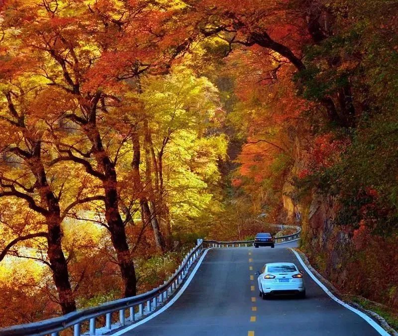 Missing these 14 maple viewing areas in November is equivalent to missing the entire autumn