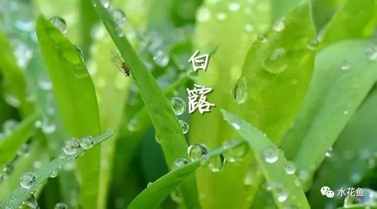 魚類“白露瘟”及其應(yīng)對(duì)措施：“白露劫”并不怕！“渡劫”并不難