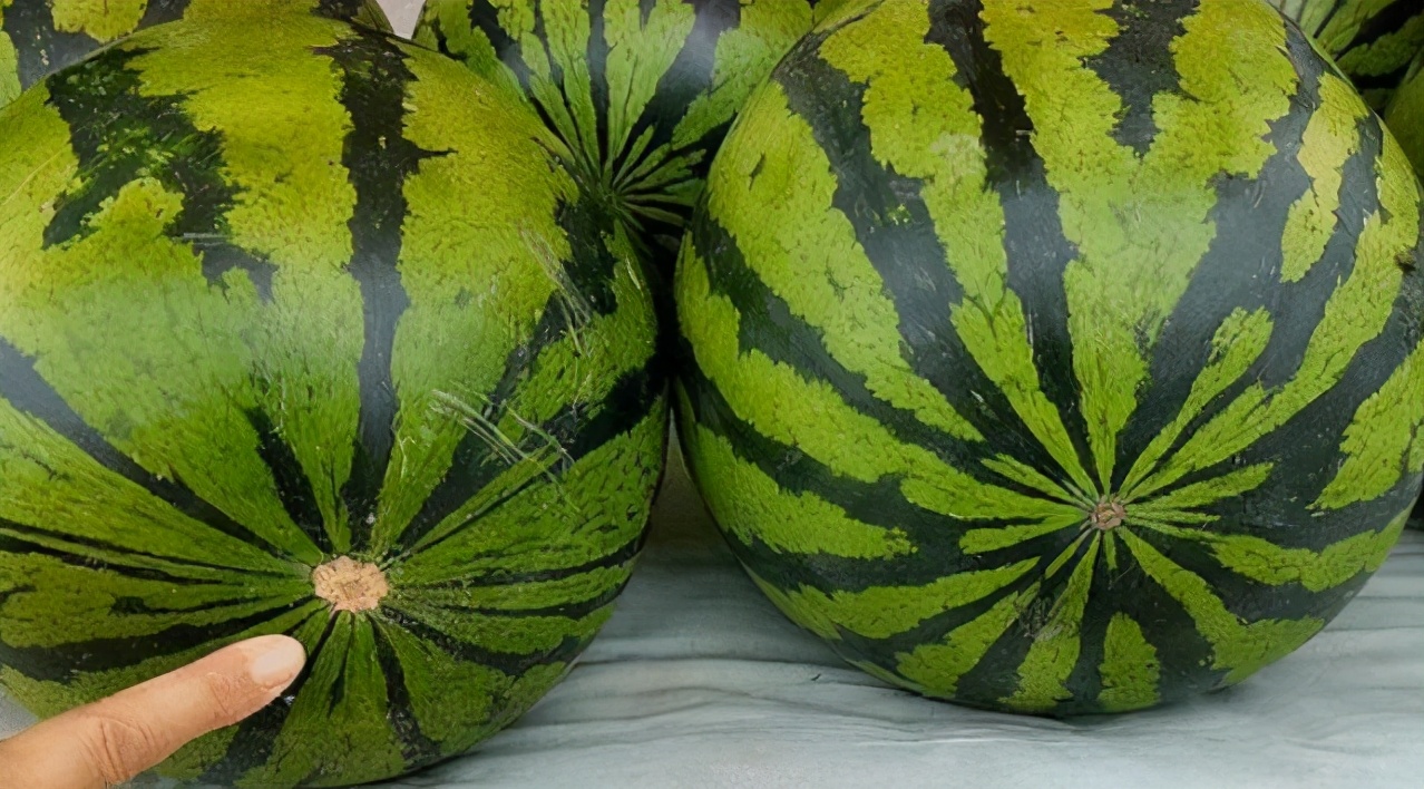 图片[3]-买西瓜如何选熟的 学会“5看1听” 个个熟透 汁水多味道甜-起舞食谱网