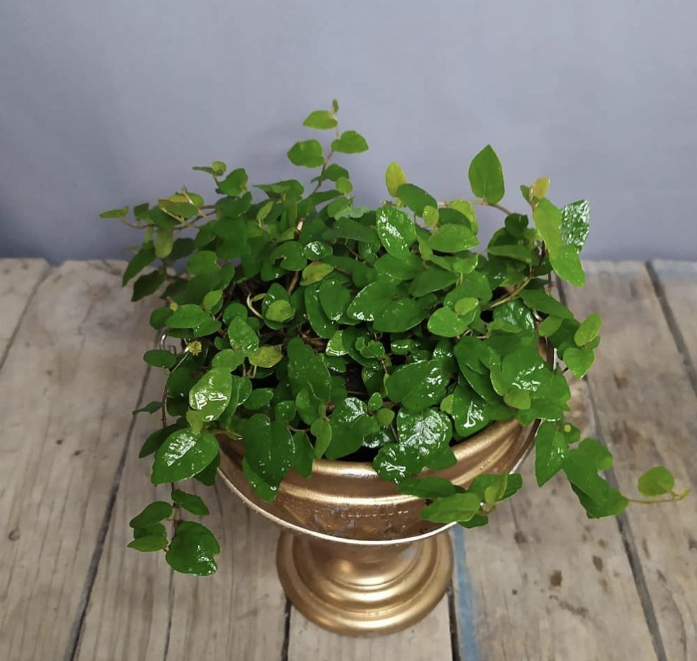 8種聚財帶來幸運的植物 皮皮熊的森林 Mdeditor