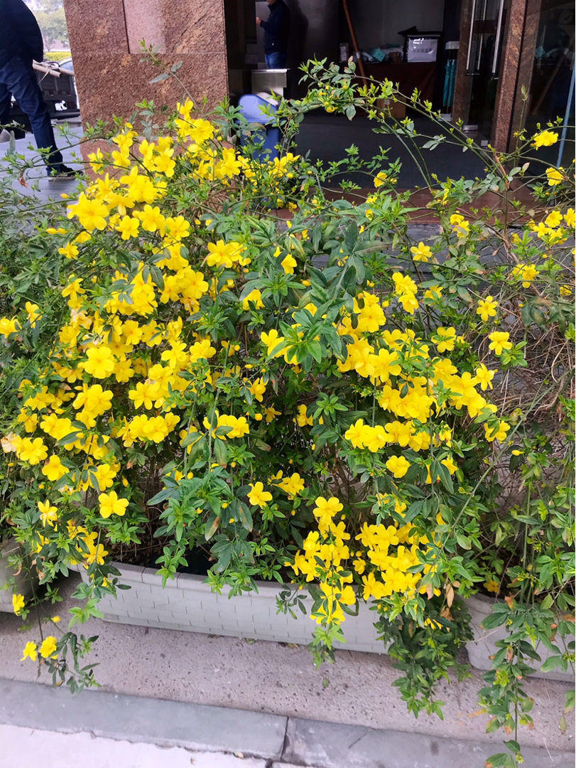 这5种花,是春天的代表性花草,种上几株,满满的春天气息