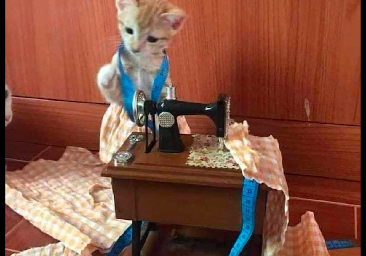 Feline Mi runs to the side of sewing machine, those who the model has kind is dry remove work to come, cat: A day when make feline food hard