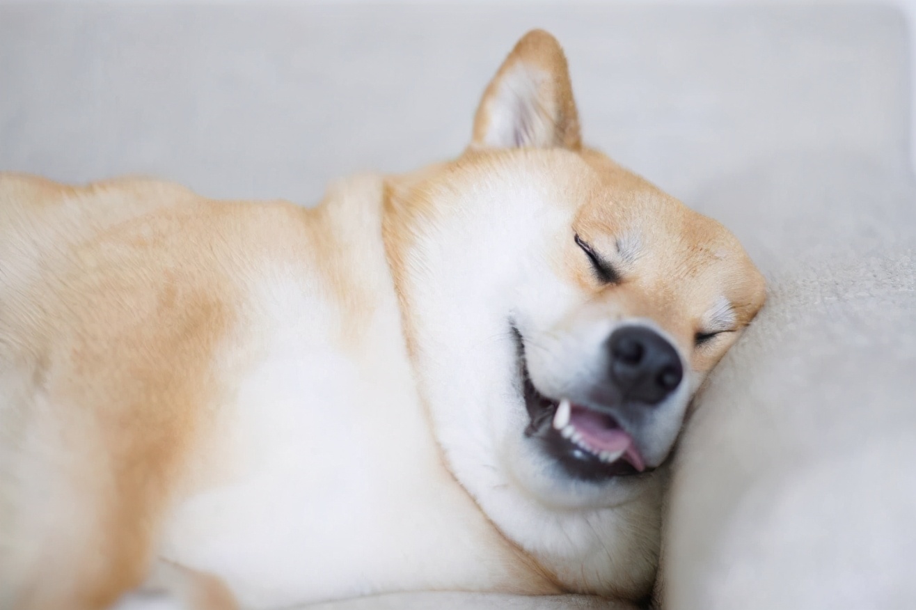 白柴犬、黑柴犬、赤柴犬為什麼價格相差距大？ - 資訊咖