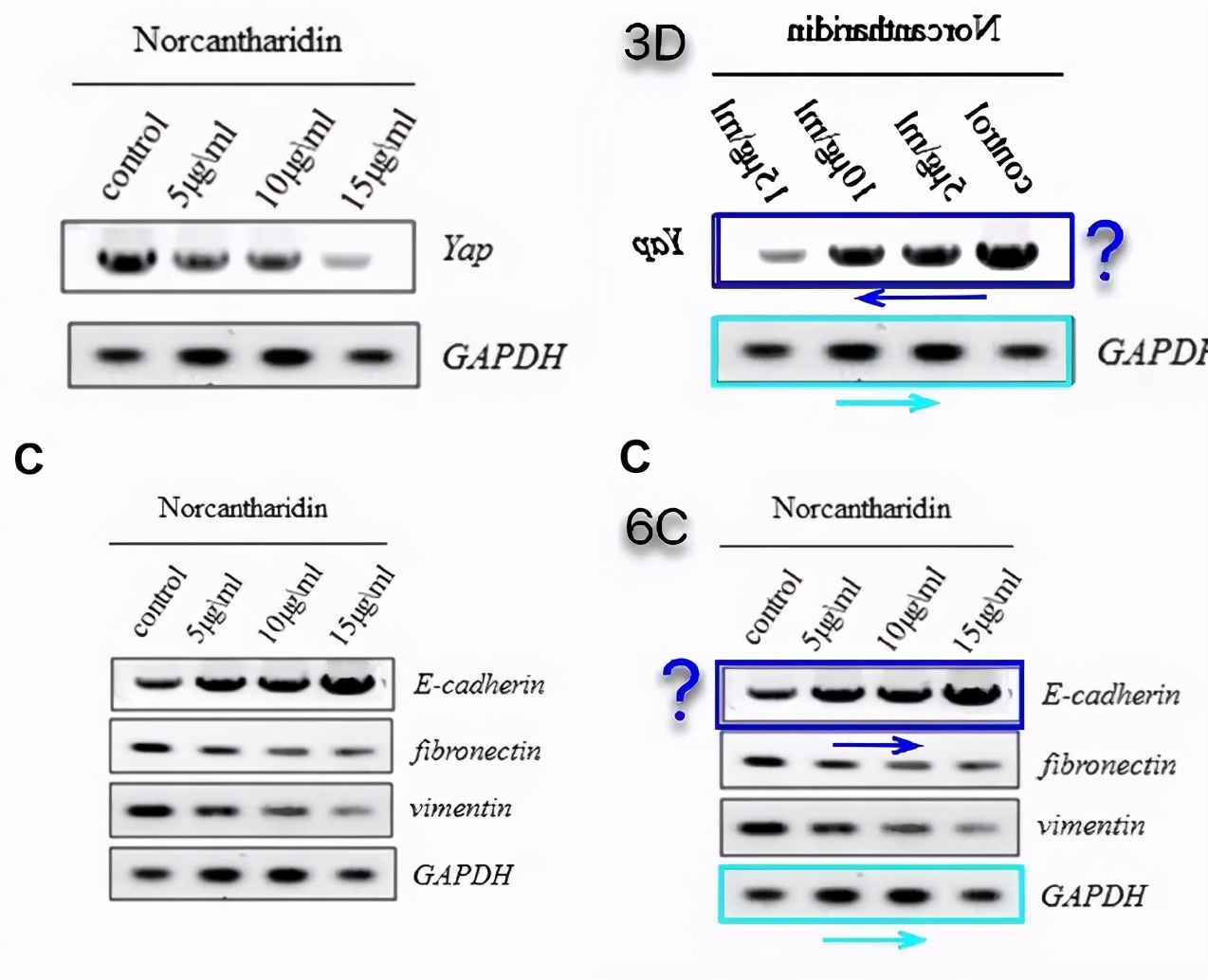 山东滨州医学院附属医院11篇SCI文章"挂榜"PubPeer