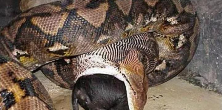 The Thai giant python swallowed a whole cow and its body was burst to ...