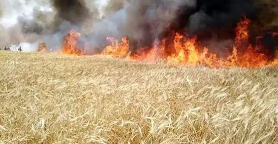 丧尽天良！不仅放火烧毁2000公亩小麦，美军还开