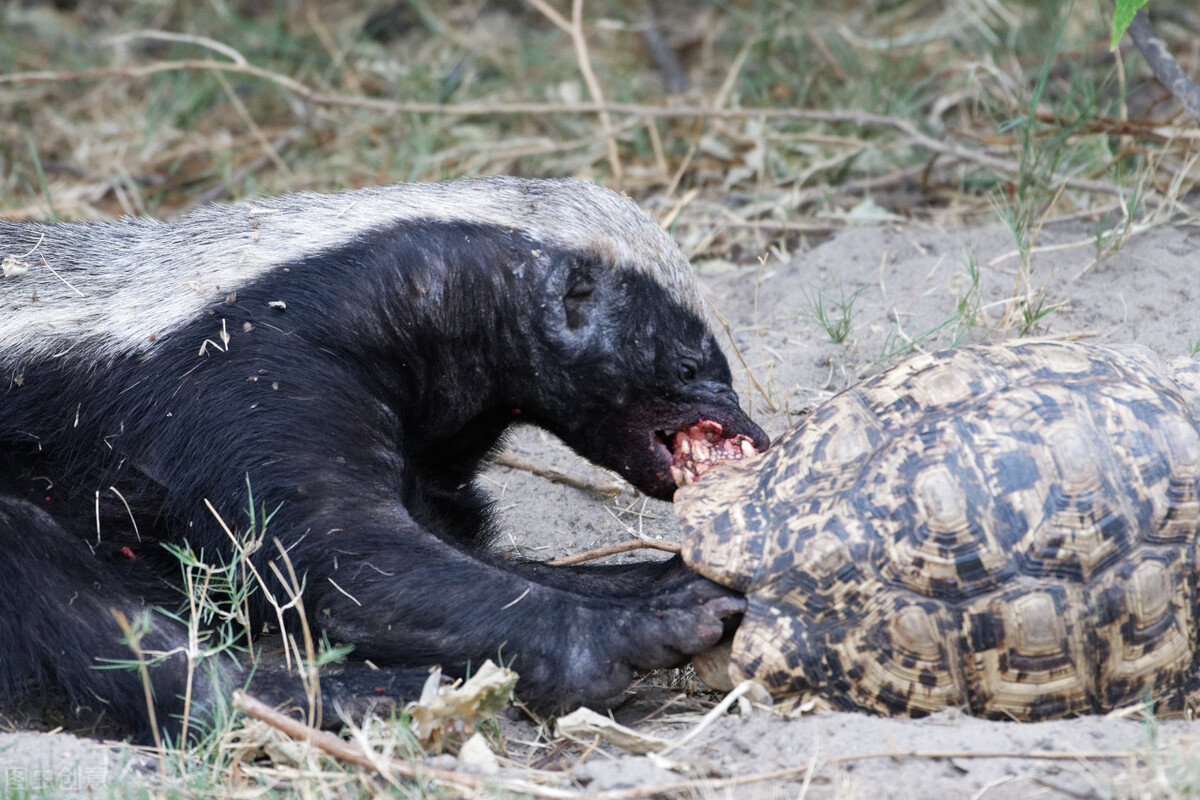 平頭哥終於認慫了！這個動物是它最大的天敵，遇見隻有送“獾”頭
