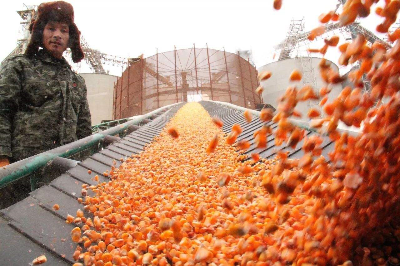 玉米上涨将影响下游经济？生物燃料第一股面临破产却与价格无关