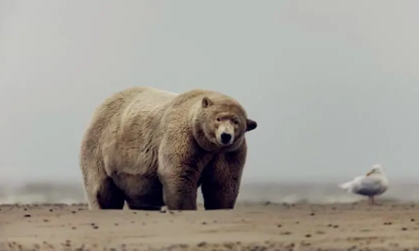 动物界十大趣闻：花豹咬死猎豹还敢挑战雄狮，北极熊比猪胖-第3张图片-大千世界