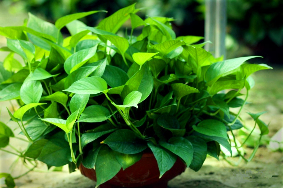 绿萝长得慢还黄叶多浇一种水做好2件事长成绿帘子