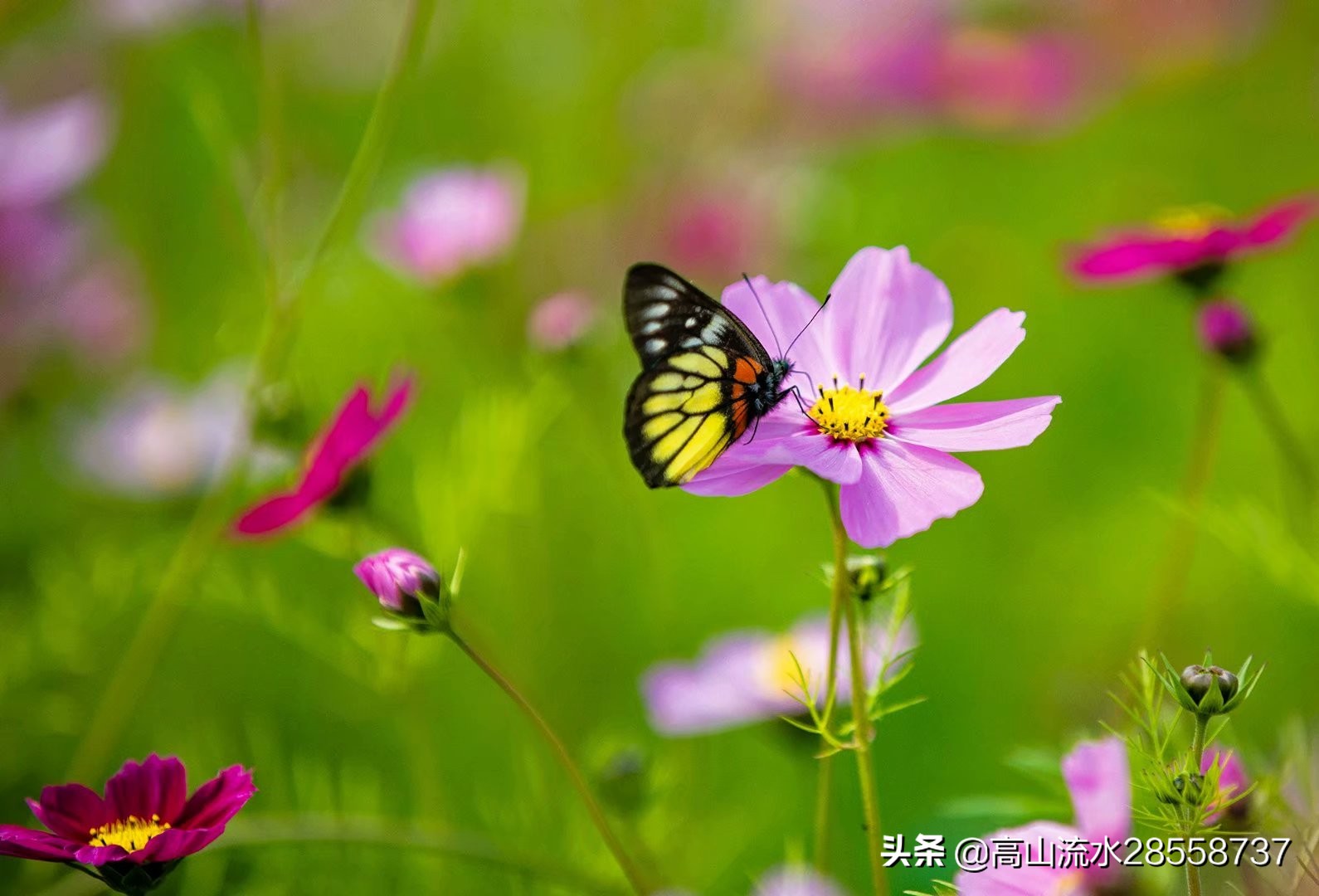 格桑花寓意是什么（生命力顽强的一种花有这么美好的含义）