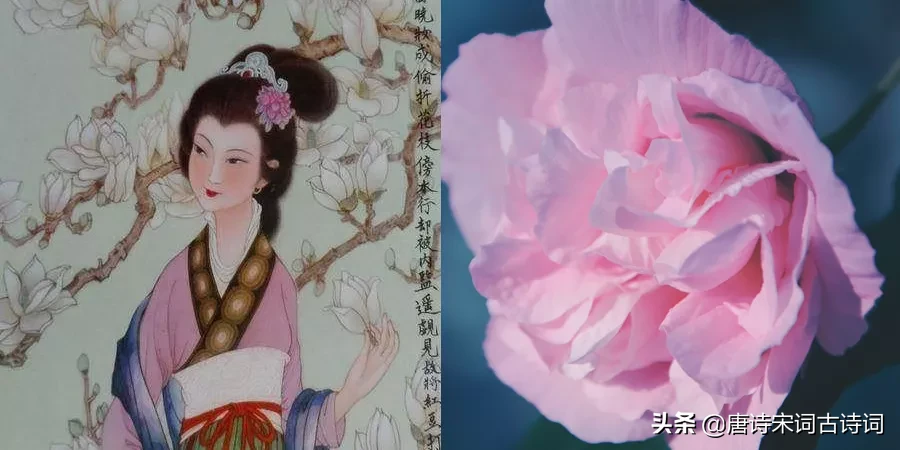 那些花儿，那些女神