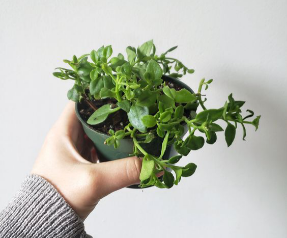 心叶日中花 我是一枚肉肉 别把我当成中草药 呜莎花园 Mdeditor