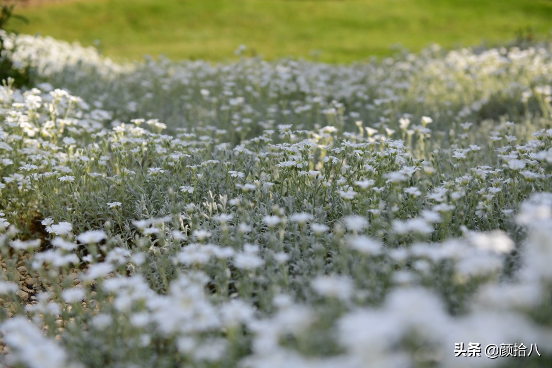 英國花園裡的白色主題花境及植物 園丁 顏拾八 Mdeditor