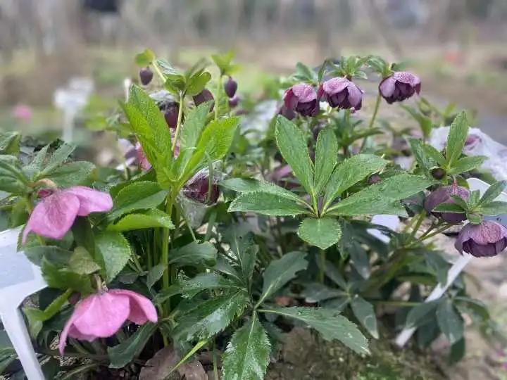 一株小花100元！浙江女子种出“花界天山童姥”！这颜值，绝了