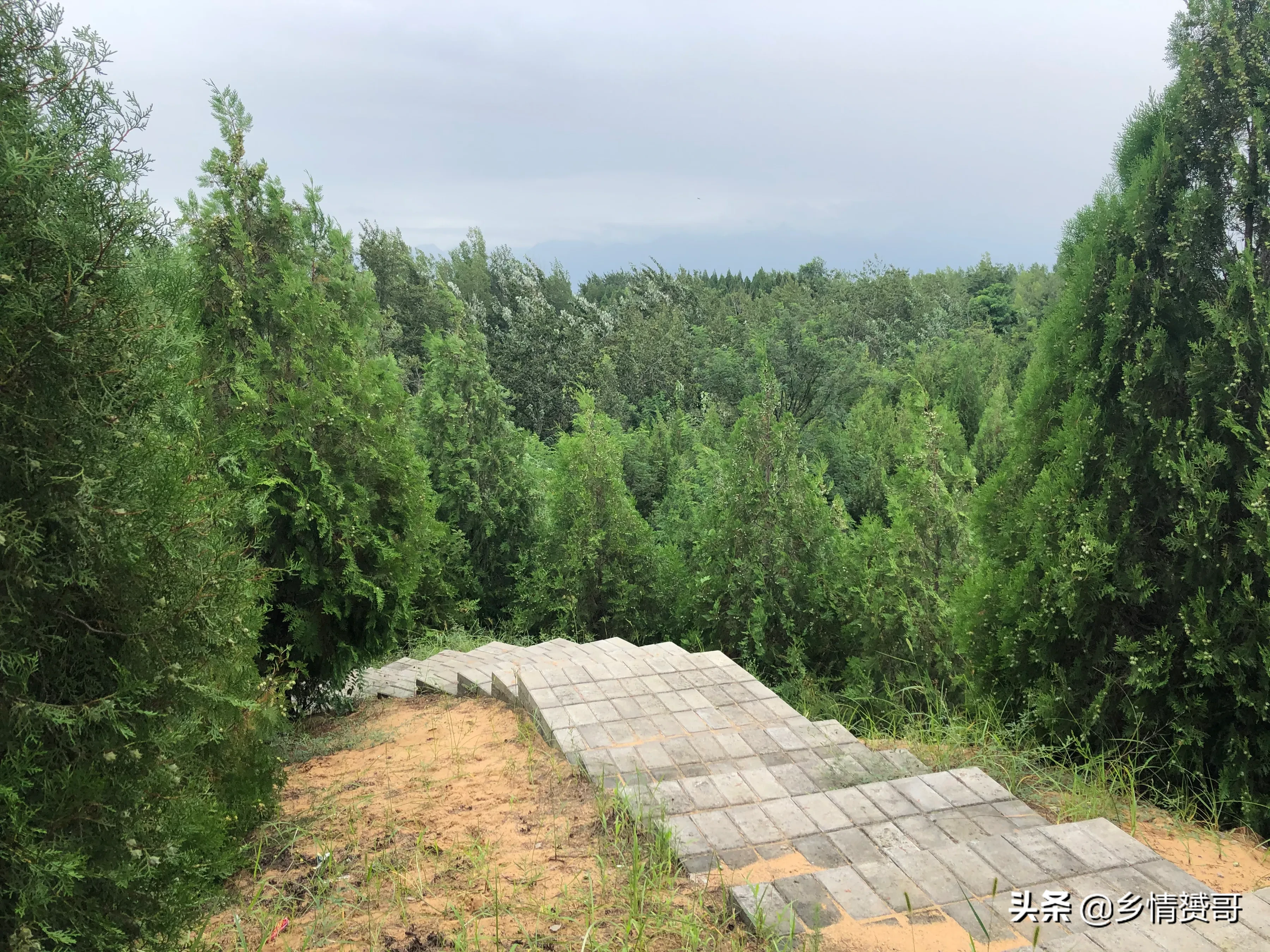 陕西省大荔县农村，有个森林公园，很多人没去过