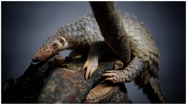 被吃成國家一級保護的動物，究竟該誰為它們買單？