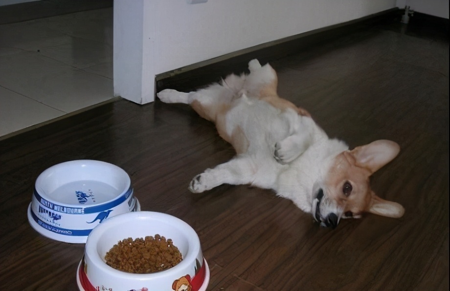 Why do dogs prefer mistresses?For these 6 reasons, the male host has to